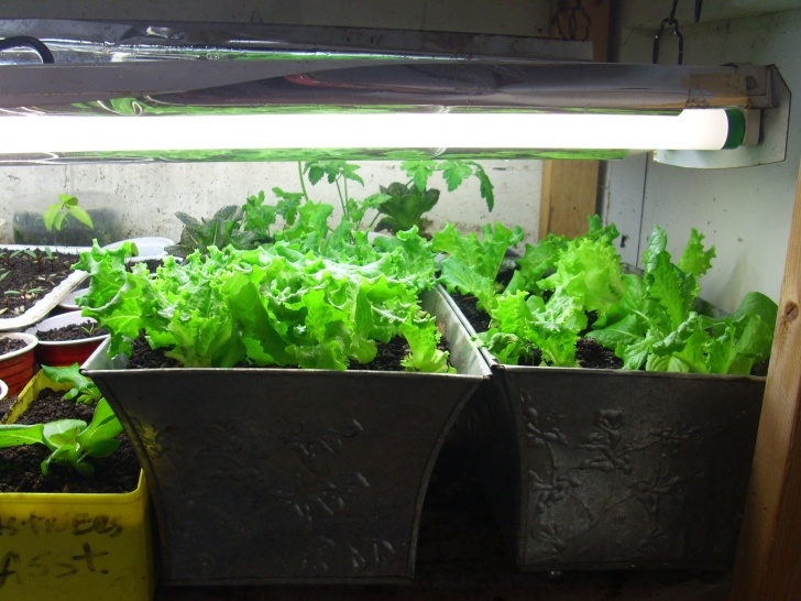 Growing Lettuce Indoors Under Lights Lettuce Year Round Under Fluorescent Shop Lights. Using T8 Picture 739