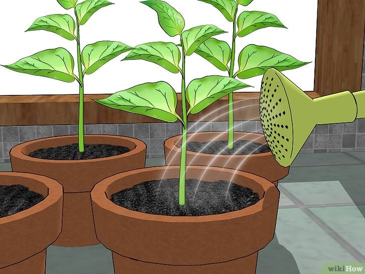 Growing Pepper Plants Indoors 3 Formas De Cultivar Pimentões Dentro De Casa - Wikihow Photo 853