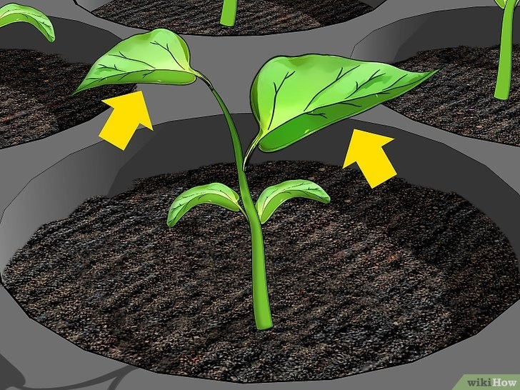 Growing Pepper Plants Indoors 3 Formas De Cultivar Pimientos En Interiores - Wikihow Photo 544