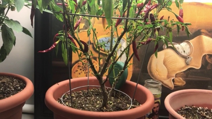 Growing Pepper Plants Indoors Grow Hot Peppers Indoors Thai Chili'S - Youtube Picture 767