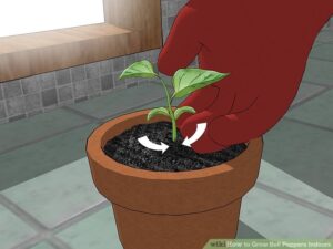 Growing Pepper Plants Indoors How To Grow Bell Peppers Indoors (With Pictures) - Wikihow Image 210 Growing Pepper Plants Indoors How To Grow Bell Peppers Indoors (With Pictures) - Wikihow Image 210