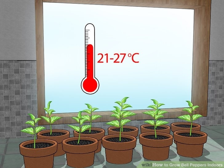 Growing Pepper Plants Indoors How To Grow Bell Peppers Indoors (With Pictures) - Wikihow Picture 730