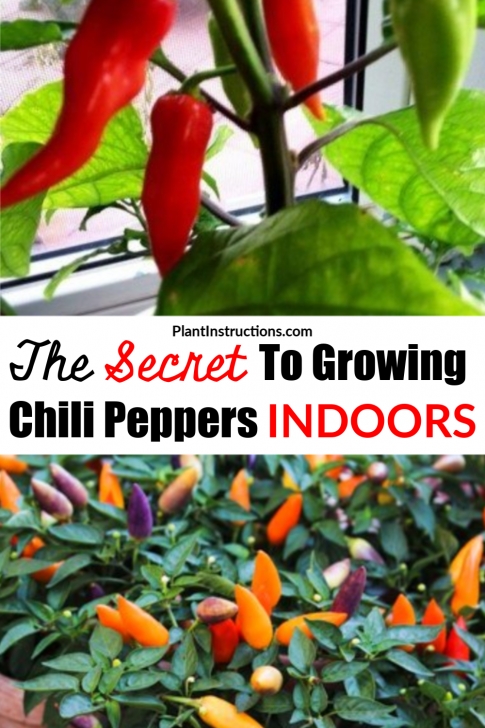 Growing Pepper Plants Indoors How To Grow Chili Peppers Indoors | Growing Peppers Picture 849
