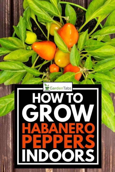 Growing Pepper Plants Indoors How To Grow Habanero Peppers Indoors – Garden Tabs Picture 346