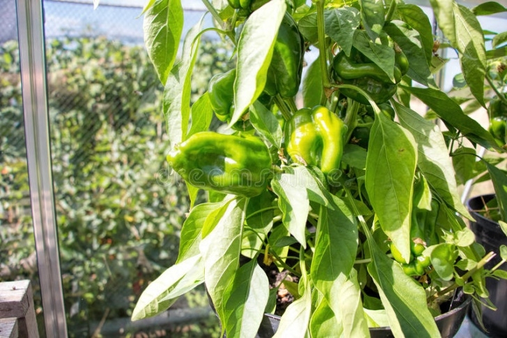 Growing Peppers In A Greenhouse Growing Peppers In A Greenhouse Stock Photo - Image Of Picture 759