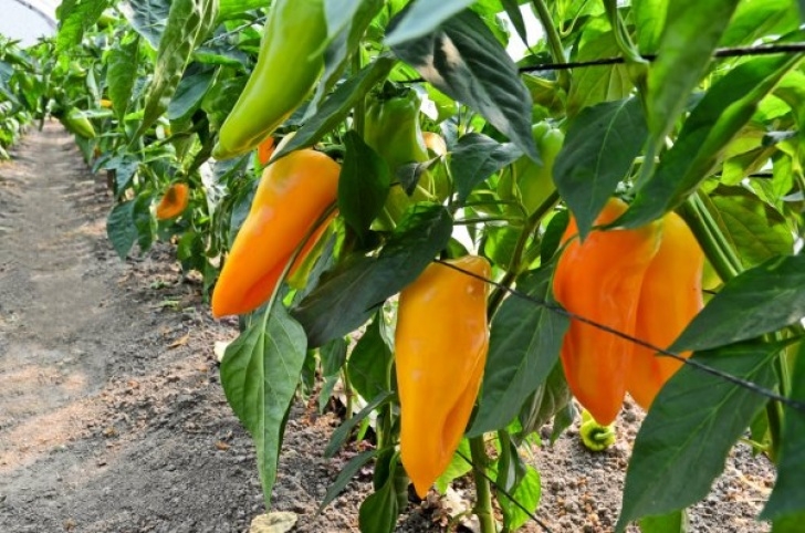Growing Peppers In A Greenhouse Growing Peppers In Greenhouse — Stock Photo © Zvonce Image 753