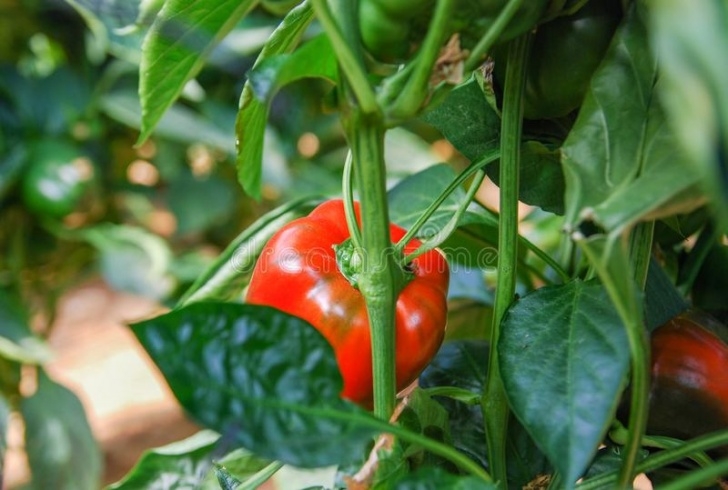 Growing Peppers In A Greenhouse Growing Red Bell Peppers In Greenhouse Stock Image - Image Image 916