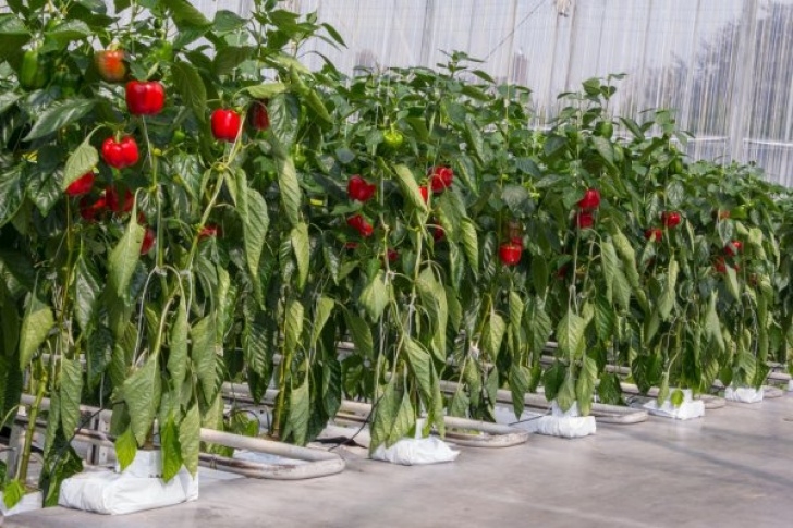 Growing Peppers In A Greenhouse Ostra Papryka Sadzonki W Szklarni — Zdjęcie Stockowe Photo 752