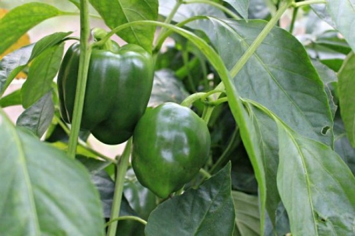 Growing Peppers In A Greenhouse Planting Guide - Starting Peppers From Seed - Dig For Your Image 807