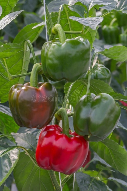 Growing Peppers In A Greenhouse Plum Orchard Stock Image. Image Of Farm, Tree, Purple Photo 994
