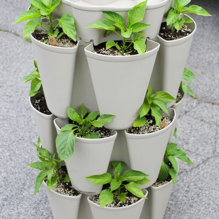Growing Peppers In Containers All About Growing Peppers Vertically | Greenstalk Vertical Photo 286