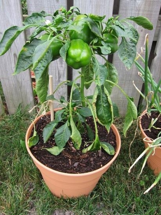 Growing Peppers In Containers Diagnosis - What Could Be Causing Rot To Appear On The Picture 521