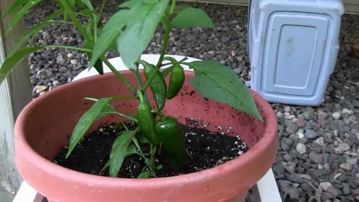 Growing Peppers In Containers Growing Ghost Peppers (Bhut Jolokia) In Pots - Also Image 853