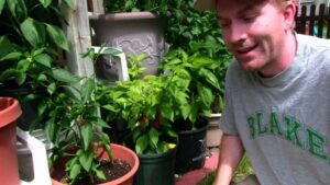 Growing Peppers In Containers Growing Ghost Peppers (Update) In Pots - Bhut Jolokia Image 300