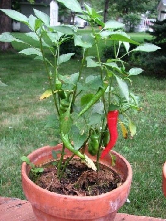Growing Peppers In Containers Growing Peppers In Planters: How To Grow Pepper Plants In Image 360