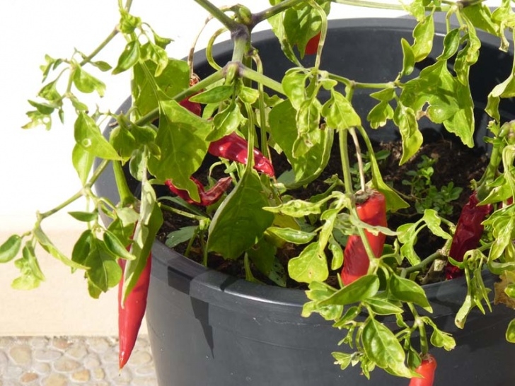 Growing Peppers In Containers Growing Vegetables In Pots | Piglet In Portugal Picture 984