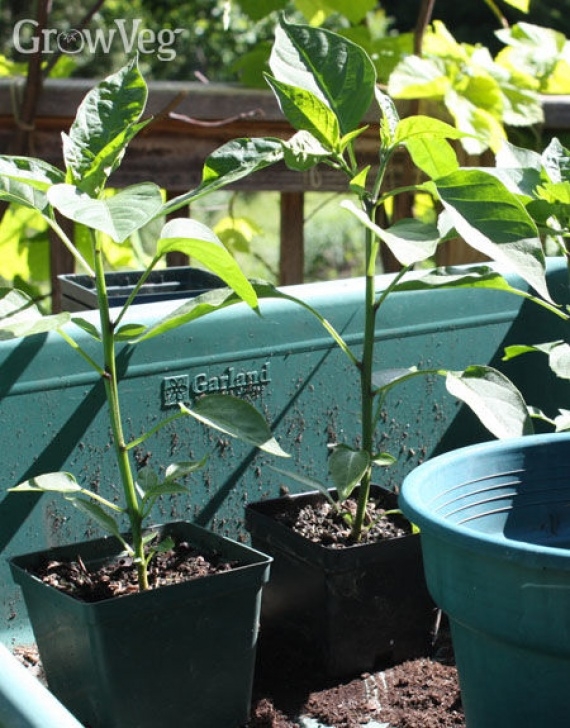 Growing Peppers In Containers How To Grow Peppers In Containers Photo 876