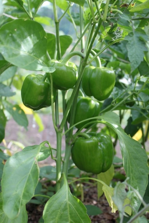 Growing Peppers In Pots All About Growing Bell Peppers In A Container | Growing Image 066