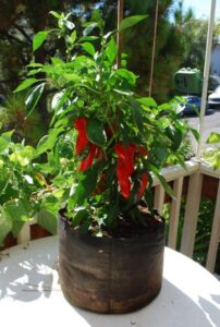 Growing Peppers In Pots Choosing Containers For Container Gardening Photo 913