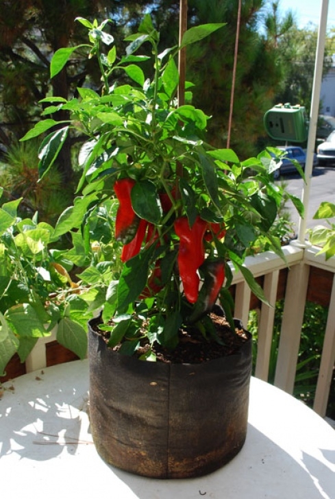 Growing Peppers In Pots Choosing Containers For Container Gardening Photo 913
