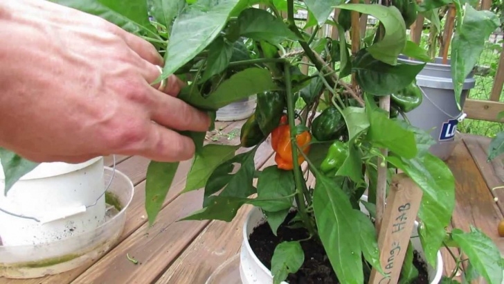 Growing Peppers In Pots Great Container Peppers: The Orange Habanero In 2 1/2 Picture 742