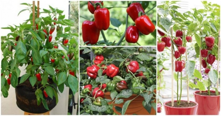 Growing Peppers In Pots How To Grow & Care For Bell Peppers In Containers | Site Picture 742