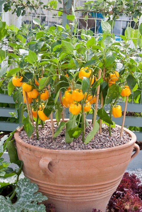 Growing Peppers In Pots Orange Gold Peppers Growing In Container | Plant & Flower Photo 594