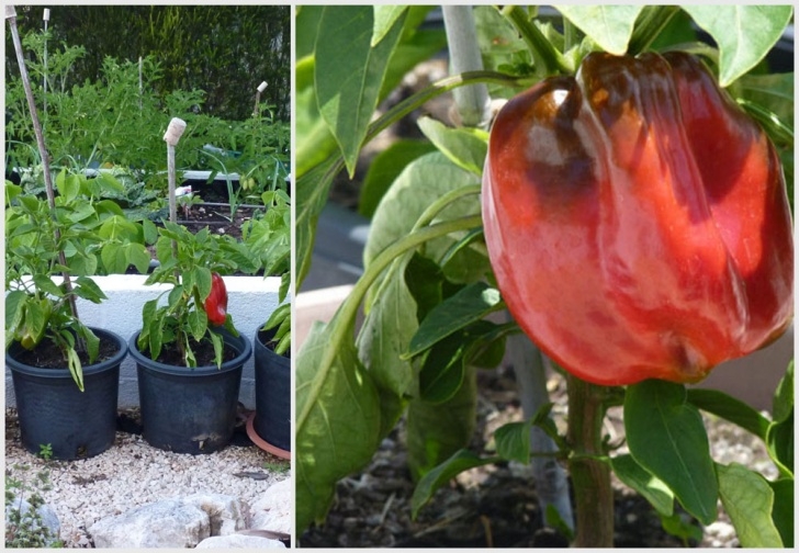 Growing Peppers In Pots Portugal: Growing Fruit And Vegetables In Pots – June Photo 253