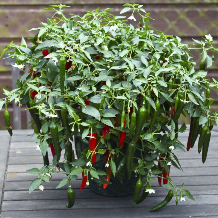 Growing Peppers In Pots Purdue Yard And Garden Image 045