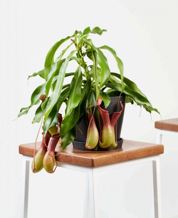 Growing Pitcher Plants Indoors 22 Best Indoor Hanging Plants (+ Top Nurturing Tips Picture 363