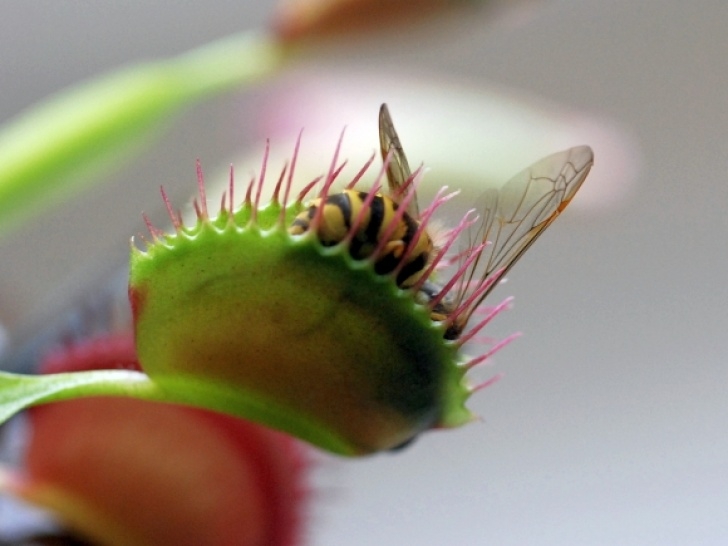 Growing Pitcher Plants Indoors Garden &amp; Landscape Directory | Hints &amp; Tips | An Indoor Picture 914