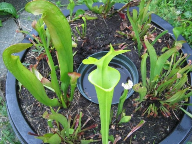 Growing Pitcher Plants Indoors Grow Carnivorous Plants In A Diy Mini-Bog (With Images Photo 187