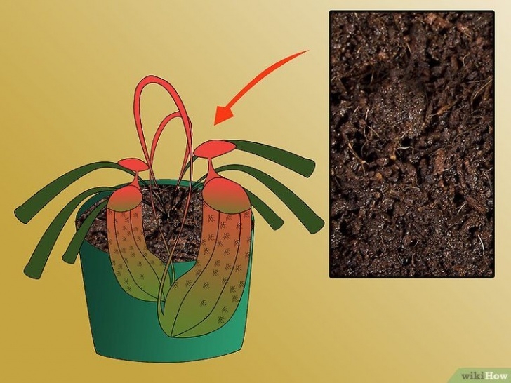 Growing Pitcher Plants Indoors Grow Pitcher Plants | Pitcher Plant, Pitcher Plant Care Image 763