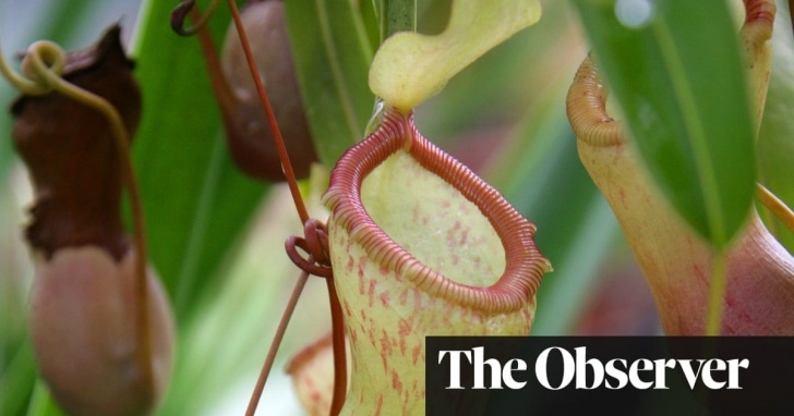 Growing Pitcher Plants Indoors How To Grow Pitcher Plants | Pitcher Plant, Plants, Growing Image 463