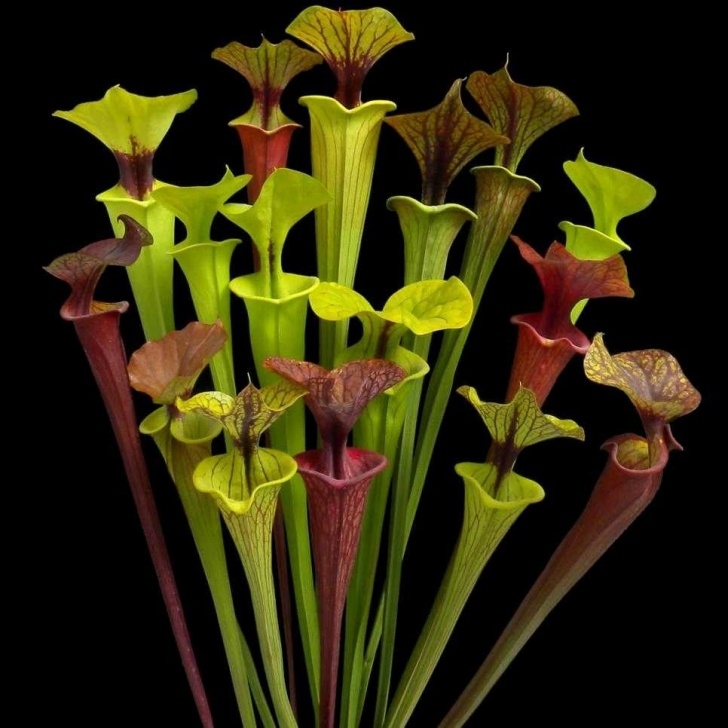 Growing Pitcher Plants Indoors Pin By Marty Dean Smith On Carnivores (With Images Picture 697