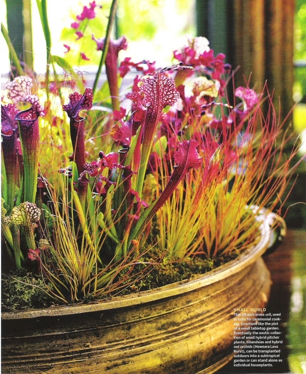 Growing Pitcher Plants Indoors Tabletop Garden Of Orchids, Tillandsia And Hybrid Pitcher Photo 624