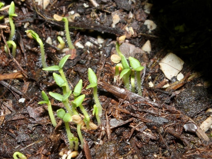 Growing Potatoes From Seed Growing Potatoes From Seeds * Cold-Hardy Picture 844