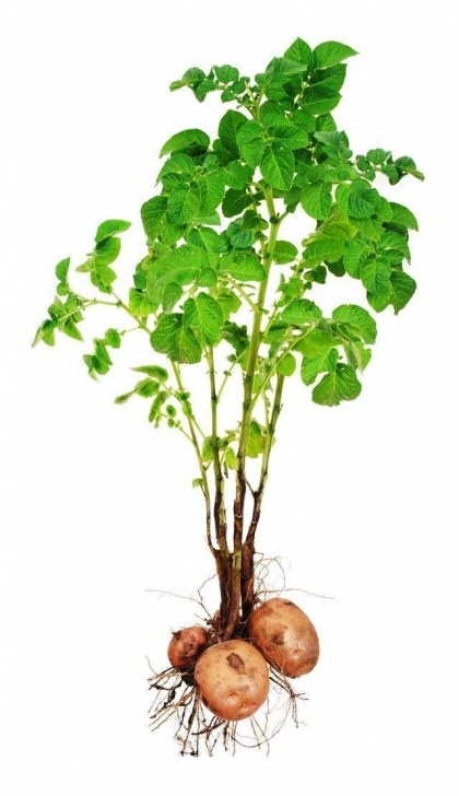 Growing Potatoes From Seed Guide On Growing Potatoes - Greenmylife - Anyone Can Garden Photo 908