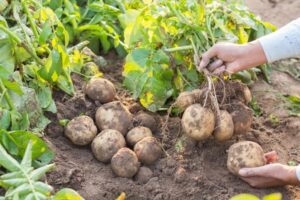 Growing Potatoes From Seed How Many Potatoes Per Plant? Having A Good Harvest (Dec. 2019) Picture 585