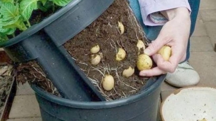 Growing Potatoes From Seed How To Grow Potatoes In Containers At Home In Garden Or Image 243