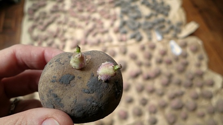 Growing Potatoes From Seed How To Grow Seed Potatoes {Start To Finish} - One Hundred Image 013