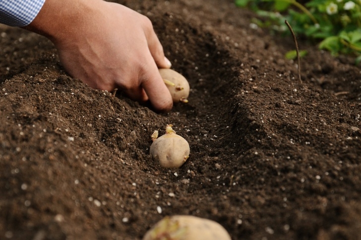 Growing Potatoes From Seed Seed Potatoes - Kelways Picture 489
