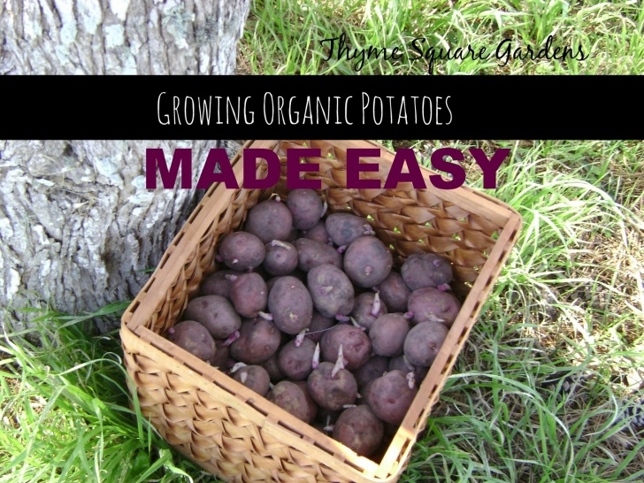 Growing Potatoes From Seed Tsg: Growing Organic Potatoes Made Easy Image 204