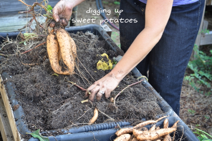 Growing Potatoes In Raised Beds Finally Harvested My Sweet Potatoes - Raised Urban Gardens Photo 492