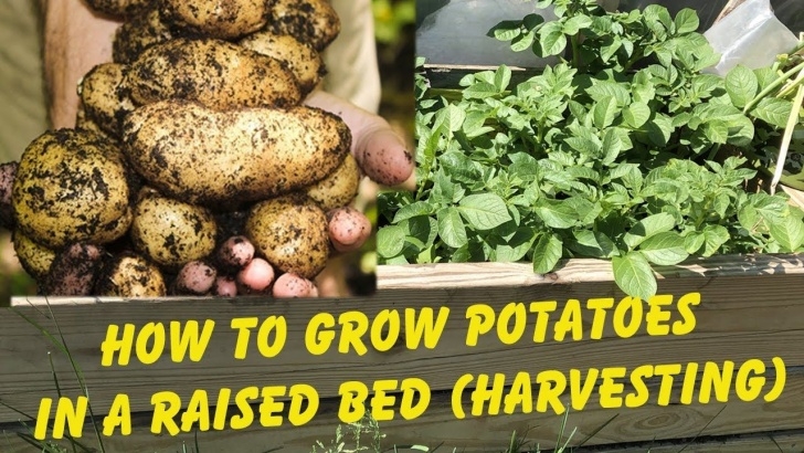 Growing Potatoes In Raised Beds How To Grow Potatoes In A Raised Bed (Harvesting Potatoes Image 317
