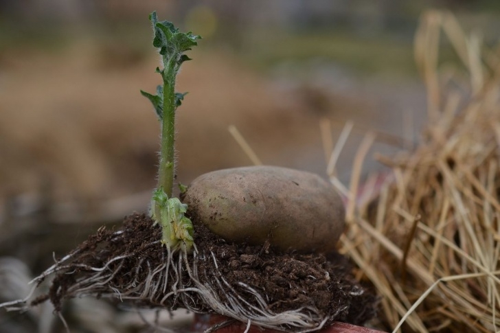 Growing Potatoes In Raised Beds How To Grow Potatoes In A Raised Bed – Sara'S Kitchen Garden Image 326