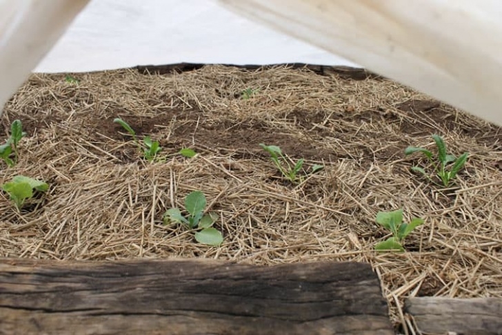 Growing Potatoes In Raised Beds How To Plant Potatoes In A Raised Bed Picture 191