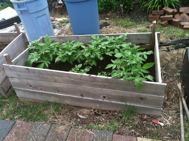Growing Potatoes In Raised Beds Raised Beds | Dan'S Garden Blog | Page 2 Picture 225