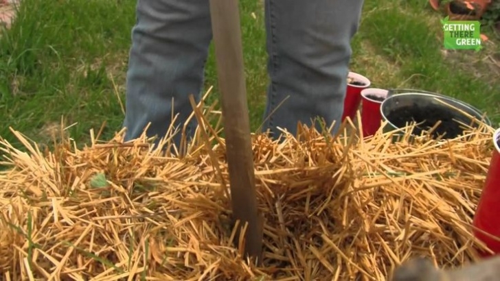 Growing Potatoes In Straw Bales 55 Best Garden And Growing 2017, 2016 - Keepin' It Simple Picture 763