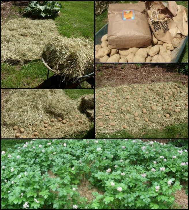 Growing Potatoes In Straw Bales Grow Potatoes In Hay Bales | Growing Potatoes, Potatoes Picture 172